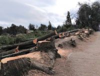 Desde el gobierno explicaron la razón de la tala de pinos en la cancha Calafate y el la playa Picnic