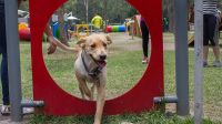 Neuquén: convocan a la ciudadanía a participar junto a sus perros y perras en actividades gratuitas