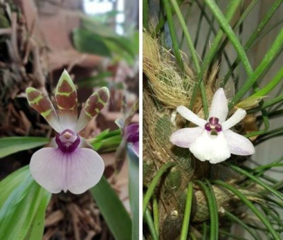 Dos especies de orquídeas nativas en peligro de extinción fueron declaradas Monumento Natural de Misiones 