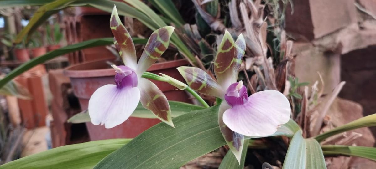 Dos especies de orquídeas nativas en peligro de extinción fueron declaradas  Monumento Natural de Misiones | EL TERRITORIO noticias de Misiones