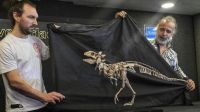 Presentaron al primer dinosaurio acorazado de Sudamérica, hallado en Río Negro