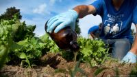 Hacia una alternativa sustentable: la posibilidad de usar la orina como fertilizante en la agricultura