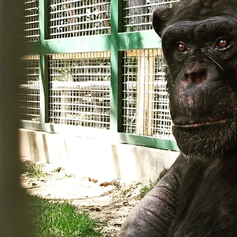 Caso del Chimpancé: “Es hora de devolverle a Toti lo que nunca fue nuestro, su dignidad”