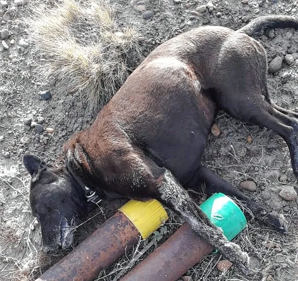 Denuncian el envenenamiento de perros en Palazzo