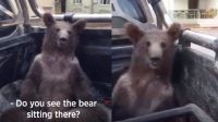 Atraparon a un oso completamente "borracho" y decidieron llevarlo al veterinario: "Necesitaba limón" [VIDEO]