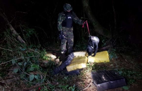 Prefecturianos secuestraron casi 800 kilos de marihuana