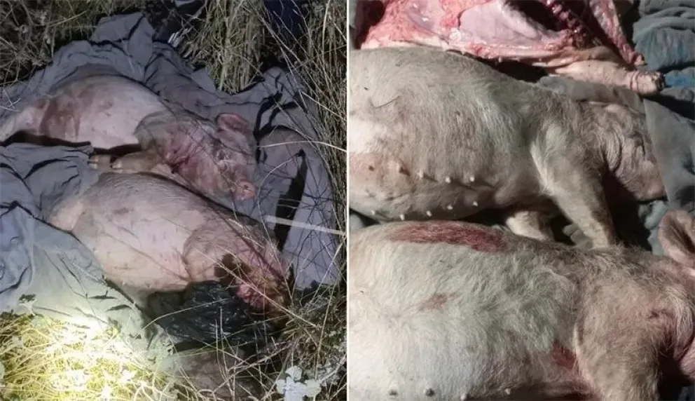 Roquenses viajaron a La Pampa en busca de lechones y quedaron detenidos