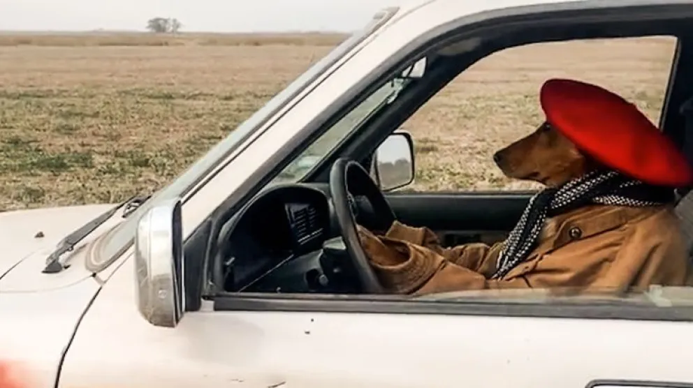 Conoce el perro gaucho de TikTok: trabaja la tierra y espera a su dueño con asado