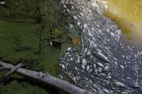 “Desastre medioambiental” : cientos de peces flotan sobre las aguas de un río alemán y polaco