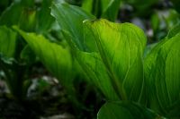 ¿Cuáles son las enfermedades más comunes de las plantas