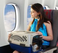 ¿Qué se requiere para poder viajar en avión con una mascota?