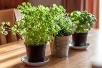 Cinco plantas que puedes sembrar en tu hogar 