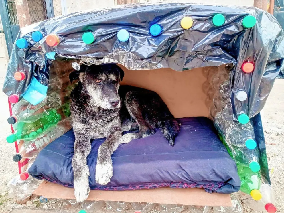 Abrigá un lomito: la campaña solidaria para abrigar a los perros callejeros con casas reciclables
