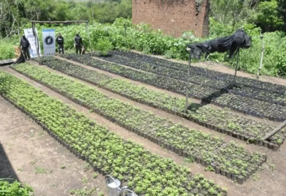 La plantación de marihuana más grande del país está en Salta: tenían suficiente como para alimentar a la población