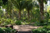 Tómale foto a las palmas del Jardín Botánico y llévate una cámara