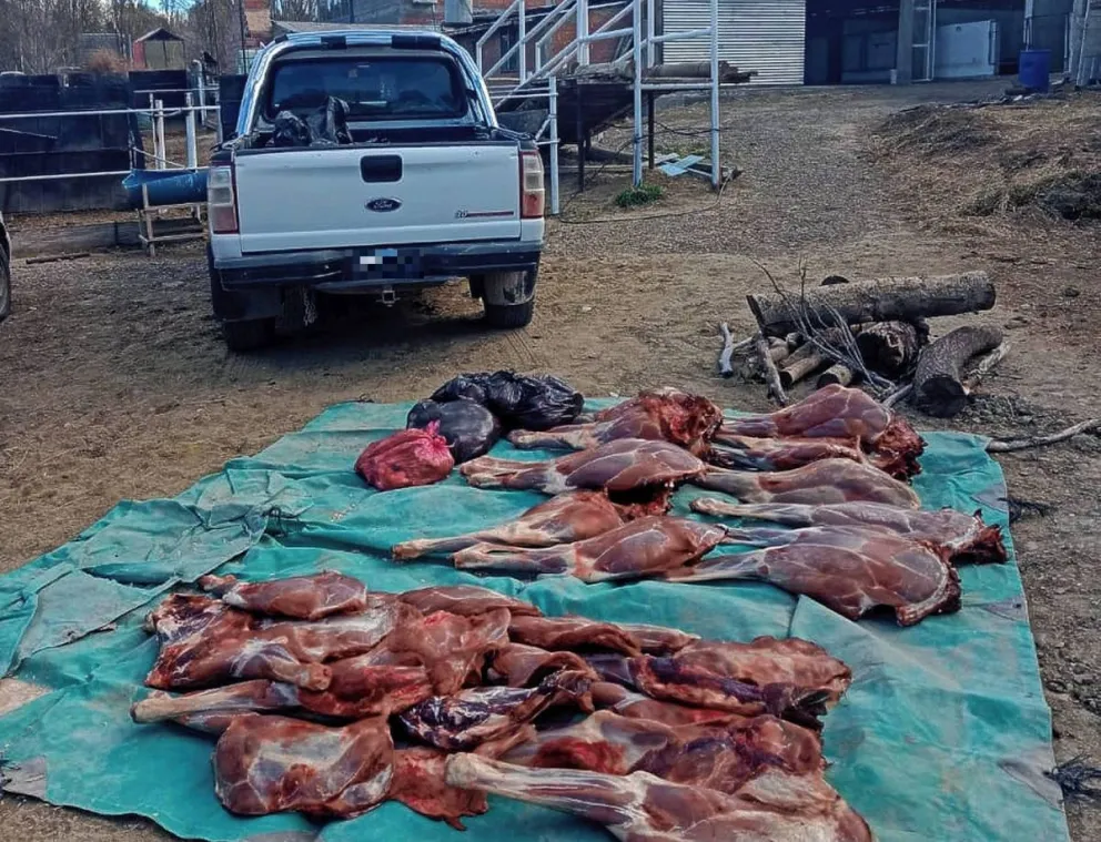 Evadieron un control y llevaban escondida carne de guanaco en la caja de la camioneta