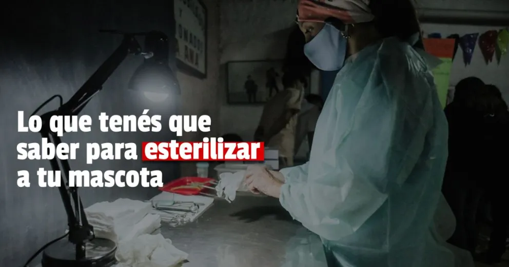 Los tips a tener en cuenta para esterilizar a tu mascota