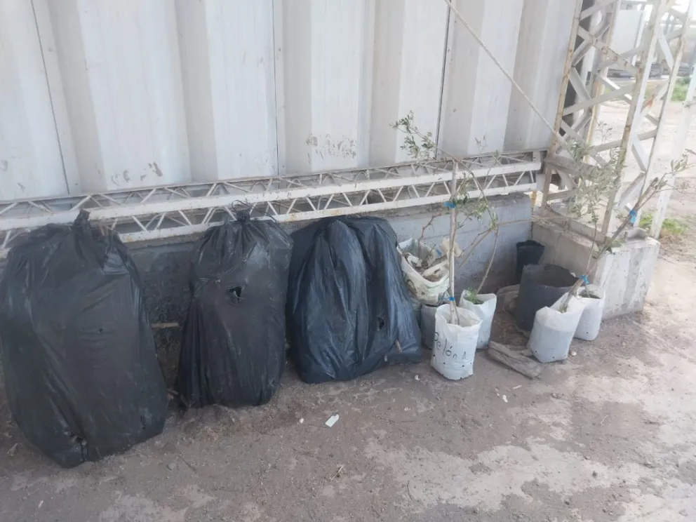 Traían una plaga a la región y fueron decomisados por el personal de Senasa 