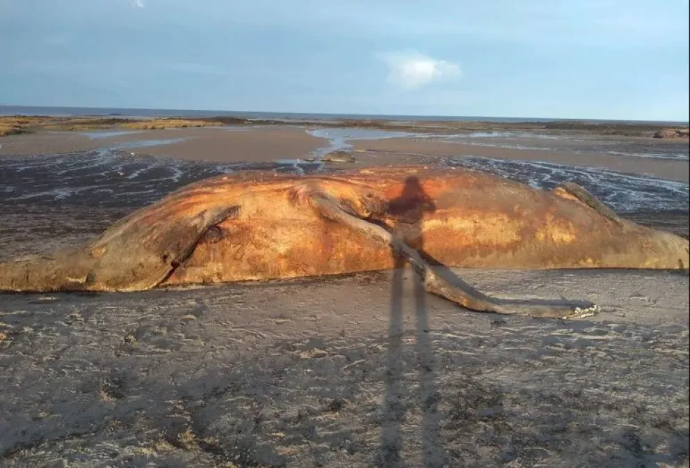  Ballena muerta en Las Grutas: las dos alternativas que manejan para que deje de largar olor