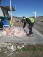 Transportaba ilegalmente 350 kilos de carne y la policía lo descubrió 