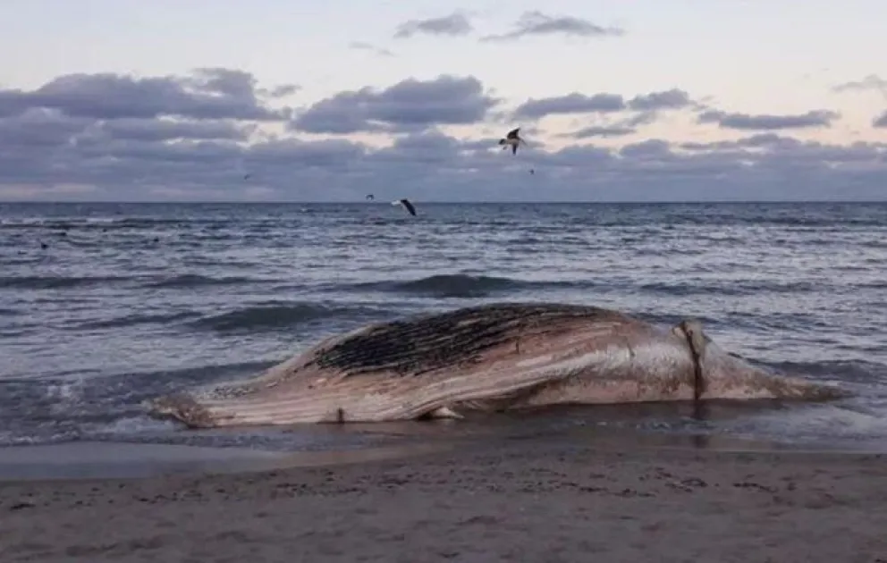 Ballena en descomposición en Las Grutas: se conoció cómo llegó hasta ahí desde Punta Villarino
