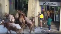 Seis vacas entraron a un cajero automático y un hincha de Boca trató de sacarlas [VIDEO]