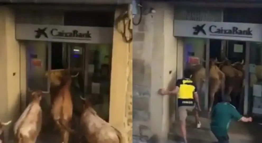 Insólito: un rebaño de vacas se metió en un cajero y uno de los rescatistas fue furor en las redes