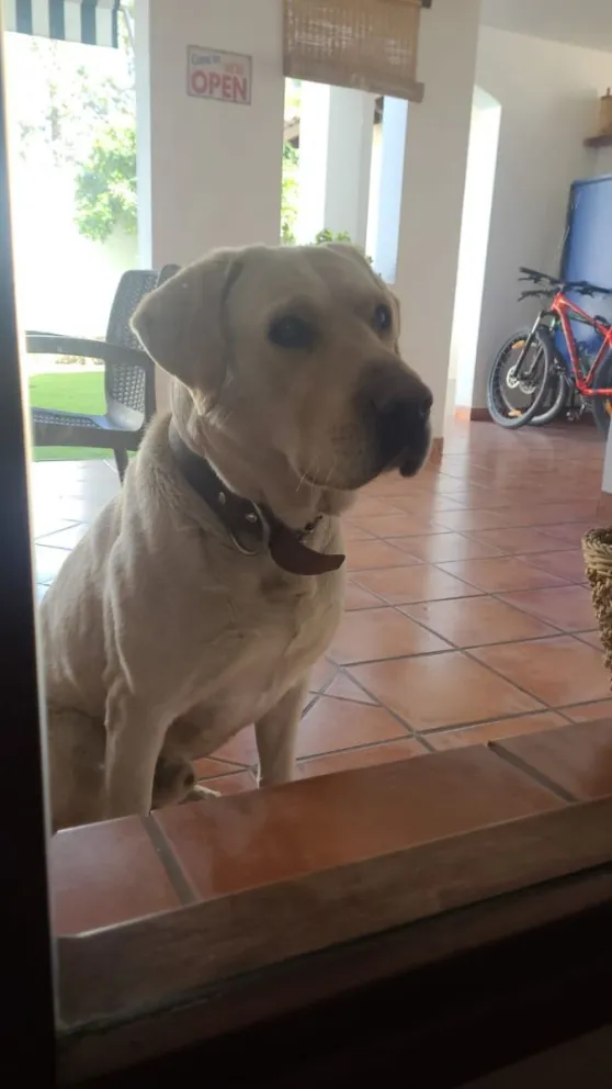 Estaba perdido hasta que alguien le dio refugio: perro labrador solo quiere reencontrarse con sus dueños