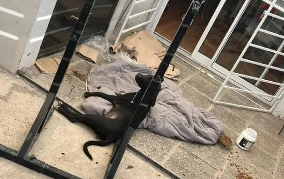 Denuncian que dejó atado a su perro hasta que murió ahorcado