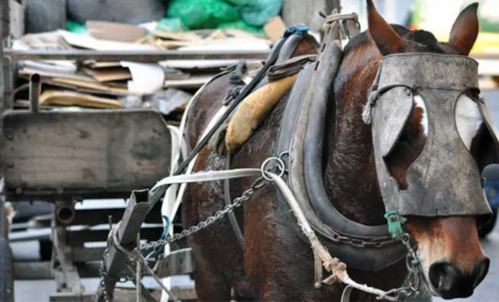  Juntan firmas para erradicar los carros tirados por caballos en la ciudad