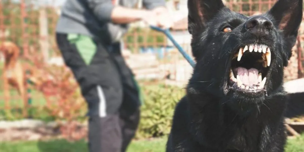 Una niña fue brutalmente atacada por un perro mientras jugaba en una plaza