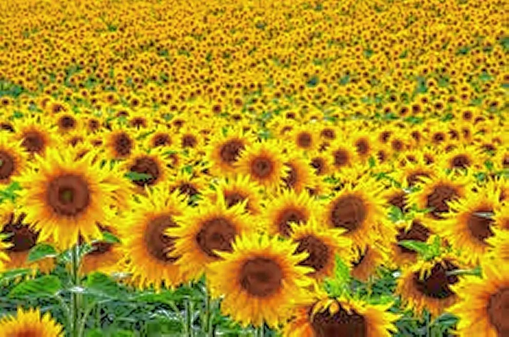 Las lecciones del girasol