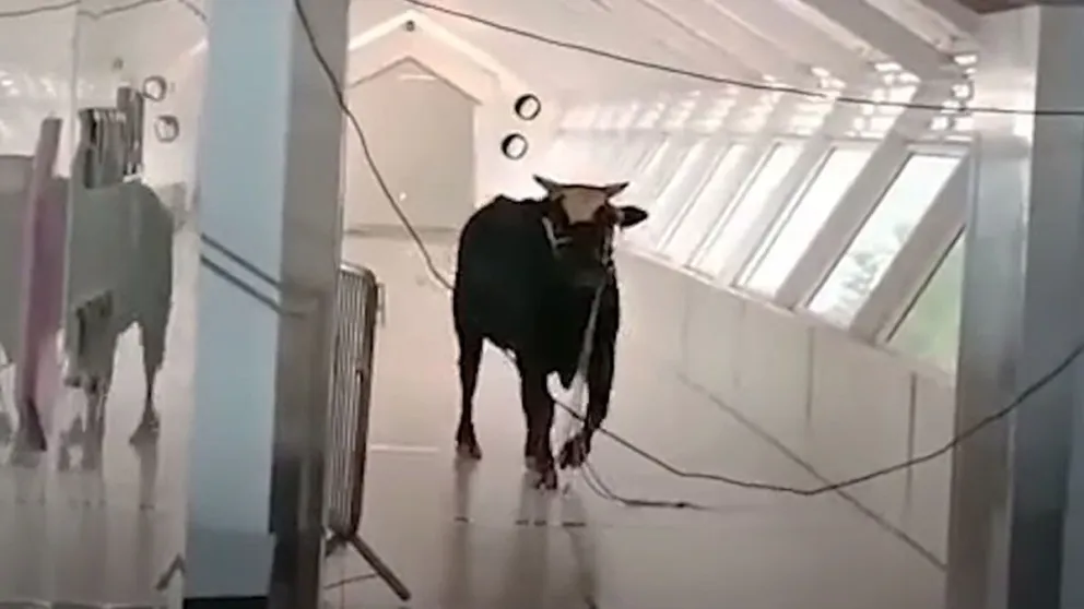 Insólito: un toro irrumpió en un banco en Israel y generó pánico entre los presentes