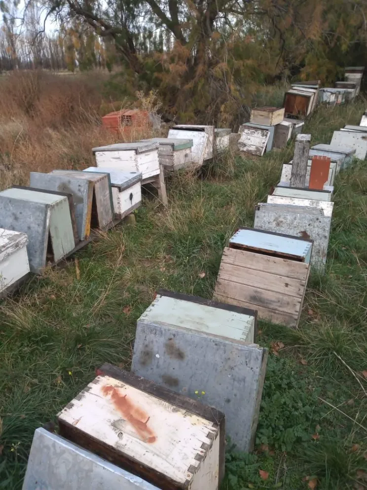 Contaminación ambiental: los pesticidas están envenenando abejas en el valle inferior