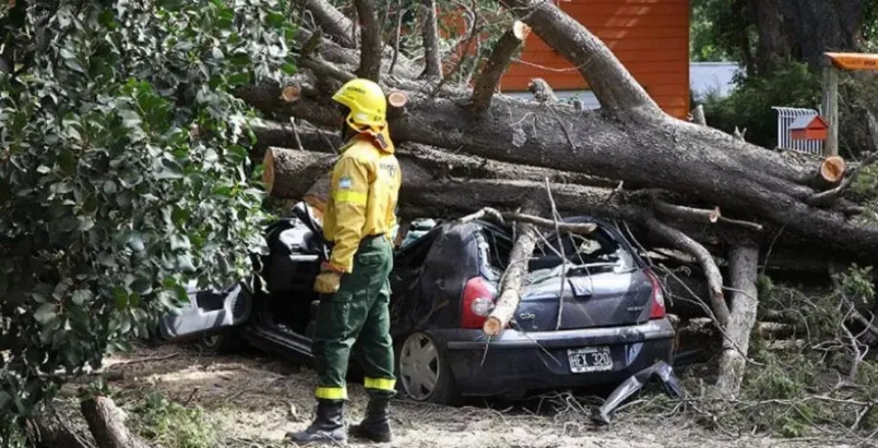 Fallo define responsabilidad del Municipio por un ciprés que cayó en Bariloche