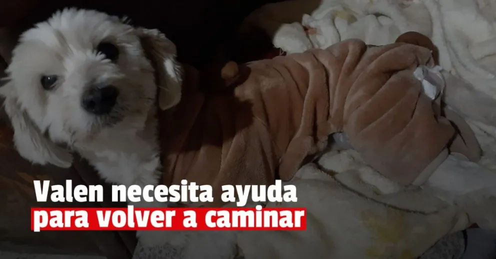 Fue atacada por cinco perros y necesita ayuda para volver a caminar