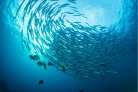 Conferencia de los Océanos "Salvar el océano, proteger el futuro"