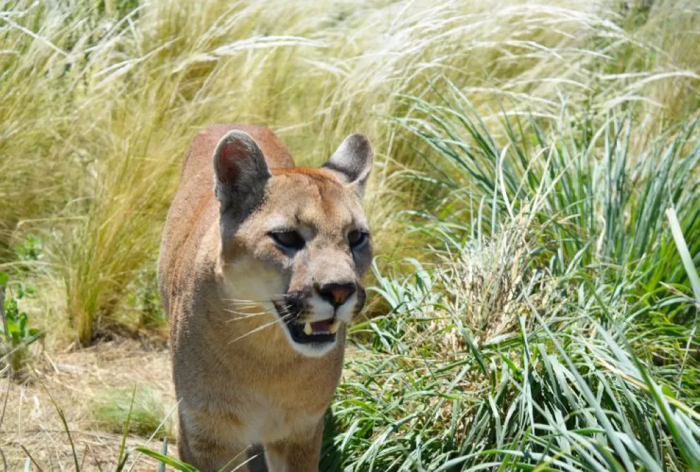 Un puma atacó a un turista que circulaba en bicicleta