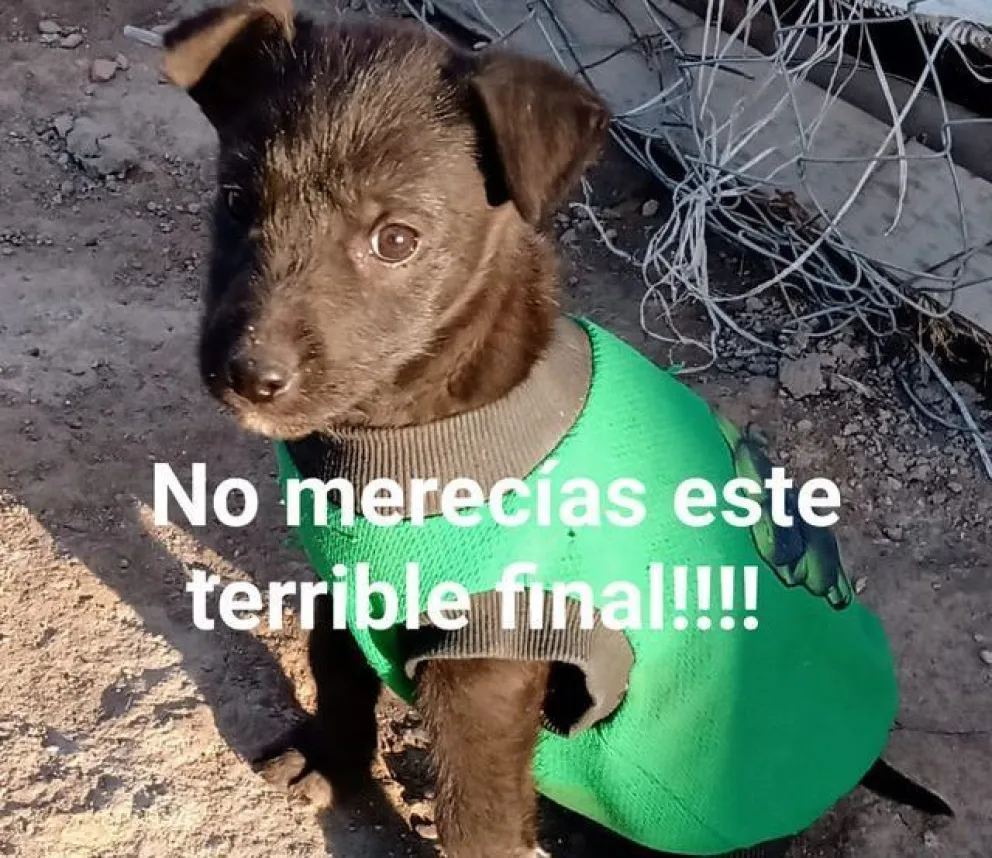 El triste destino de un cachorro que marca una realidad: se renueva el pedido por castraciones masivas