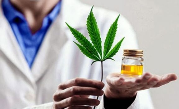 Avanza el cultivo de cannabis en la Biofábrica