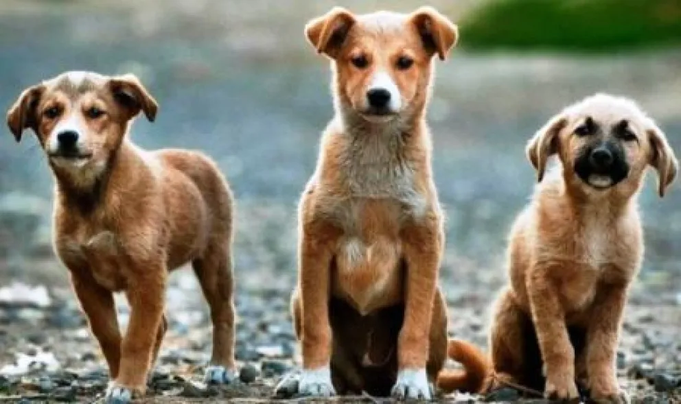 Comprá un libro y ayudá a los callejeritos: existe una deuda de $150.000 en gastos veterinarios