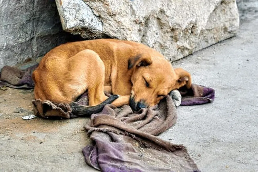 Dos amigas impulsan una campaña solidaria  para abrigar a los perros callejeros en este invierno