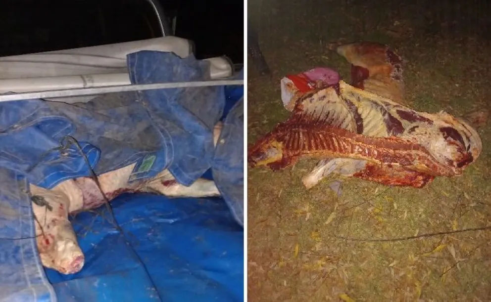 Transporte ilegal: la Policía decomisó 150 kilos de carne vacuna faenada 