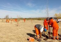 Plantarán 5 mil árboles en un día en el norte provincial