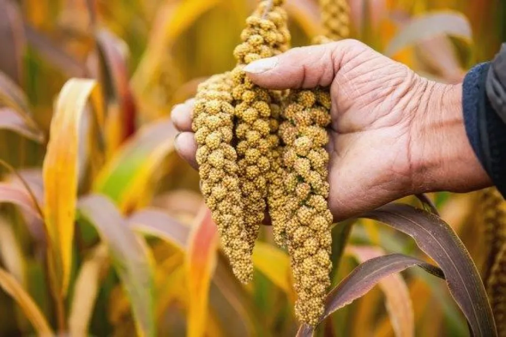 Estudio revela existencia de agricultura sostenible en norte de China hace 5.500 años