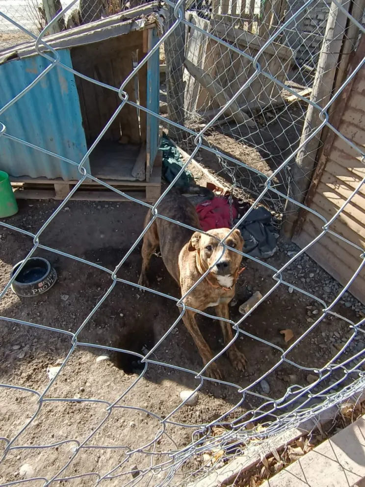 Encargadas de un refugio exigen al municipio de Cervantes que realice castraciones masivas