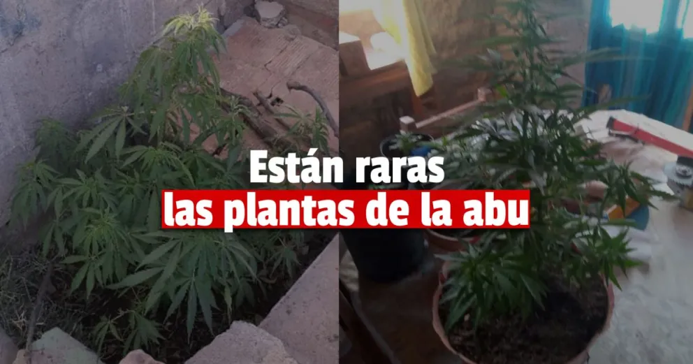 Buscaban motos robadas y encontraron droga y aves en cautiverio 