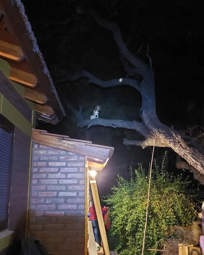 Bomberos rescataron a un perro que se había subido a un árbol