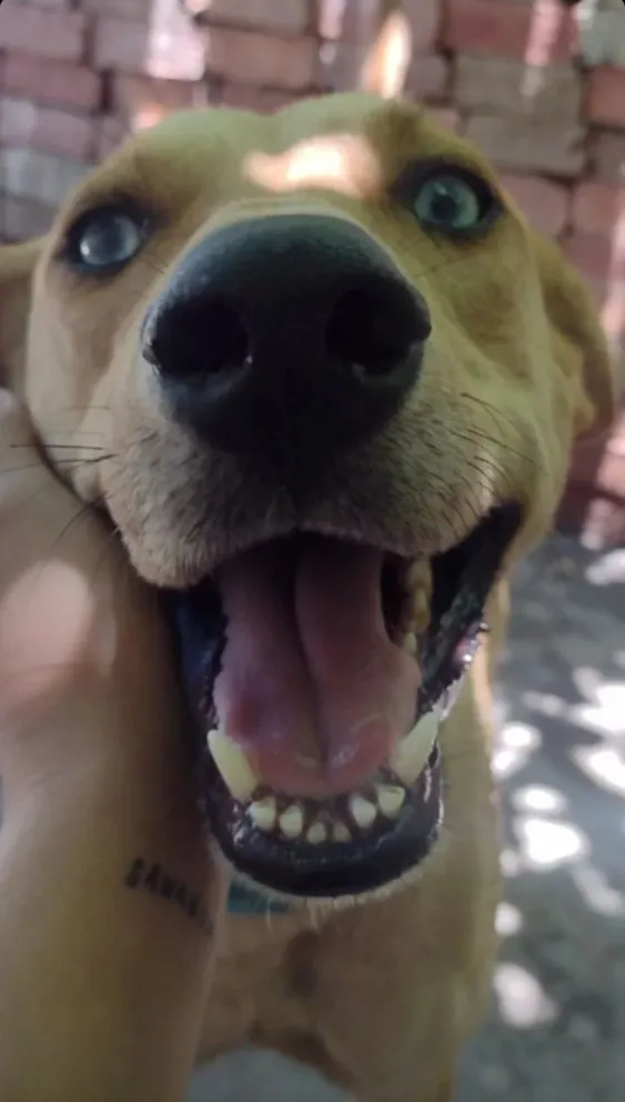 Salteña ofrece recompensa para dar con su perro: "Solo quiero encontrarlo, necesito saber si está vivo o muerto"
