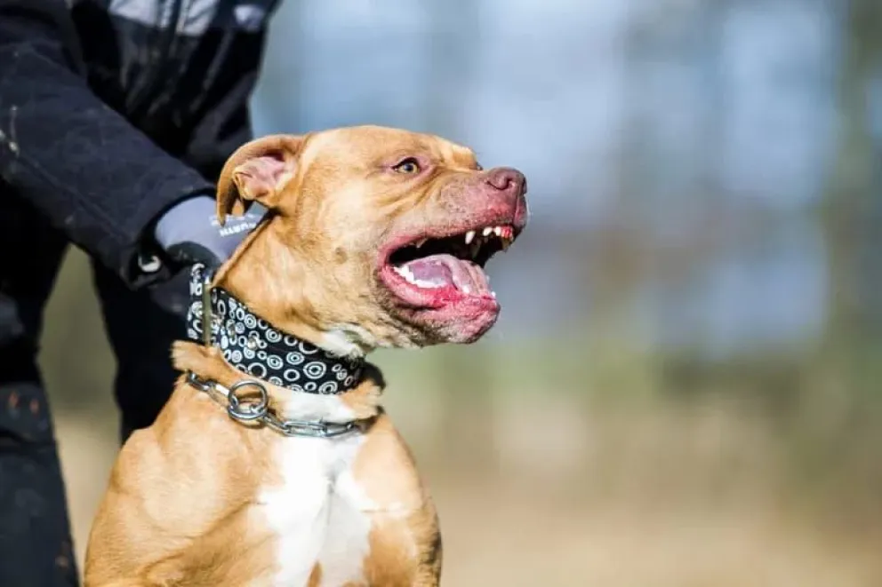 Niño fue atacado por un pitbull y el dueño deberá indemnizar a la familia